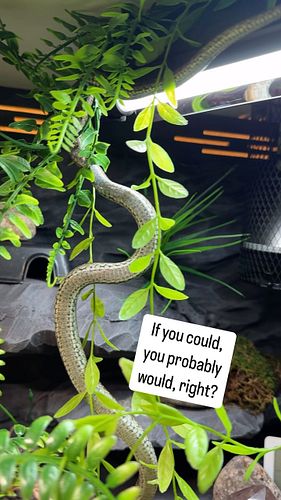 Just showing off, here. Both her eating acrobatics, and her iridescent belly, which is hard to capture on camera most of the ...