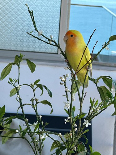 Good morning lovebirds!!!
 
This is why you plant a garden 😍

Well… one of many reasons 🌻

What surprises are waiting for you...