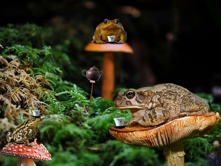 Justice & Tea Time for Toads product image (2)