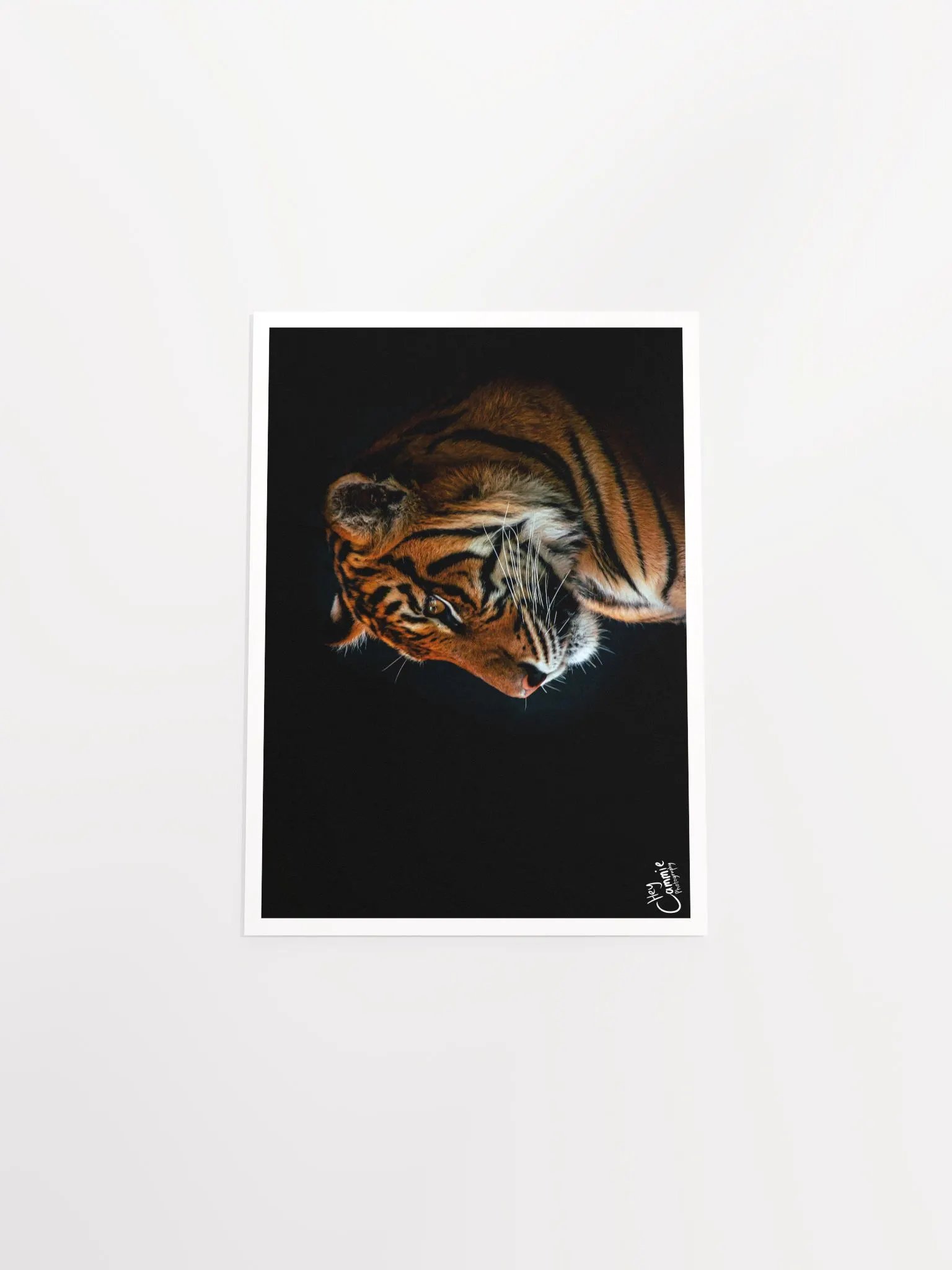 A Tigers Portrait - Print product image (4)