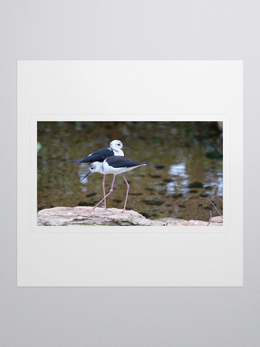 Graceful Avian Duo Stickers product image (1)