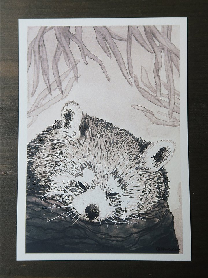 print : red panda product image (1)