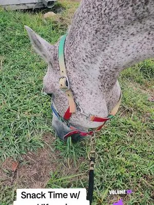 I could watch this all day. He's one of the sweetest horses I've ever met.  #equestrian #horsegirl #horsesoftiktok #horses #equestriansoftiktok 