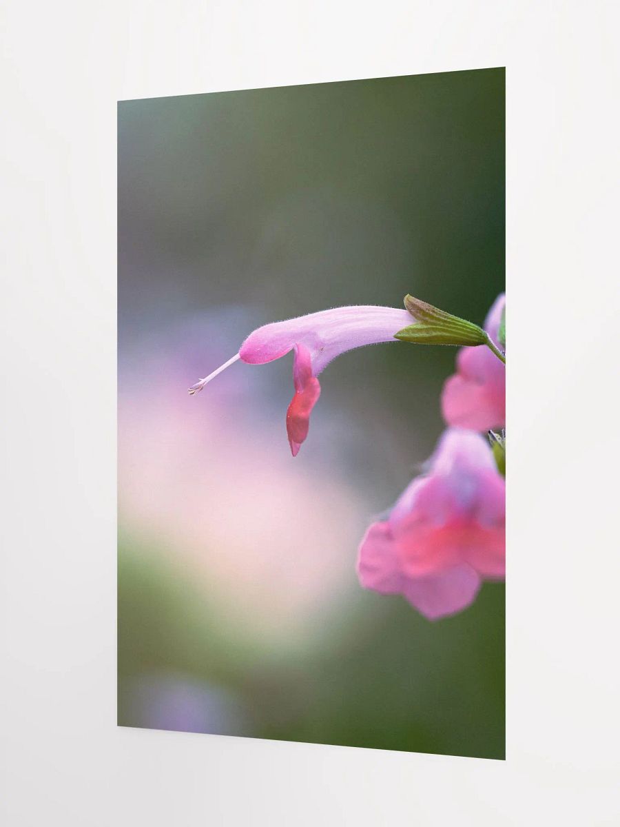 Pink Hummingbird Flower product image (7)