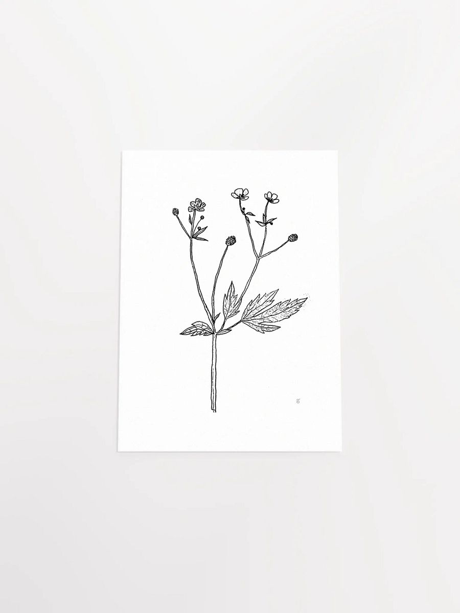 Botanical Beauty Poster - Wild Flowers product image (4)