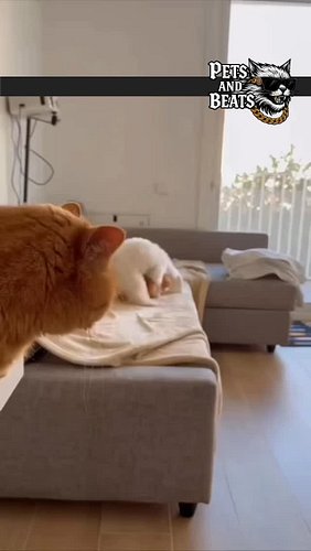Caption this 

song: Asi Es Colombia by Mauiricio Mesa x Orville Kline @djmauriciochicago @orvillekline 

follow @petsandbeat...