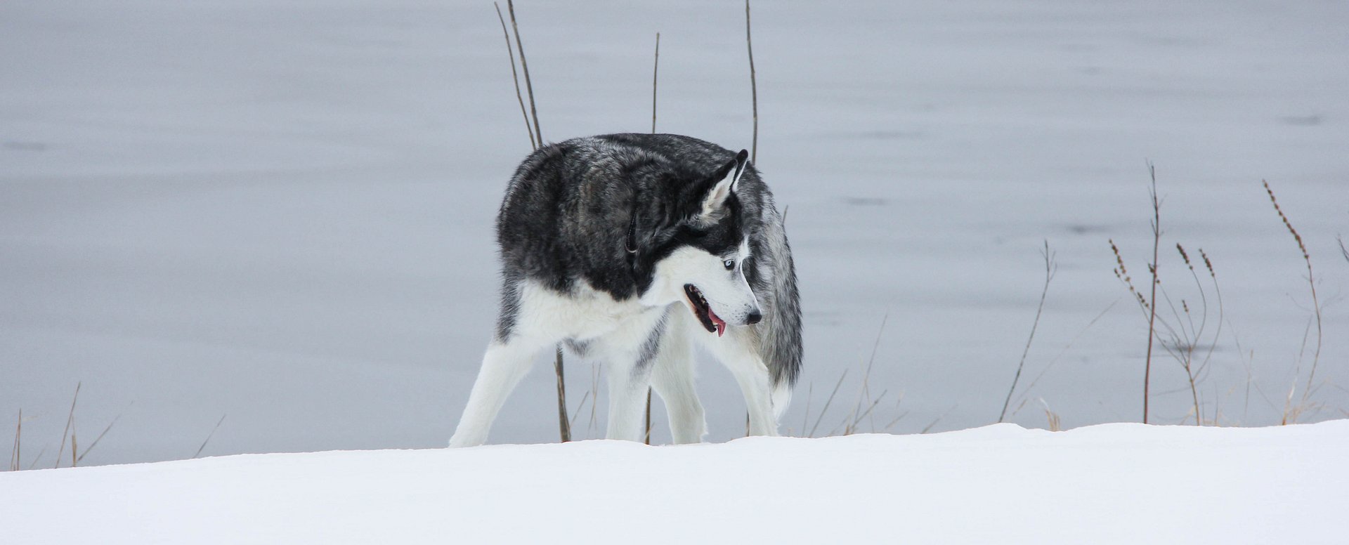 Blue Eye Siberian Husky walk in the Snow product image (6)