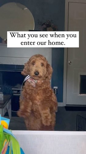 How do your dogs behave when you get home??