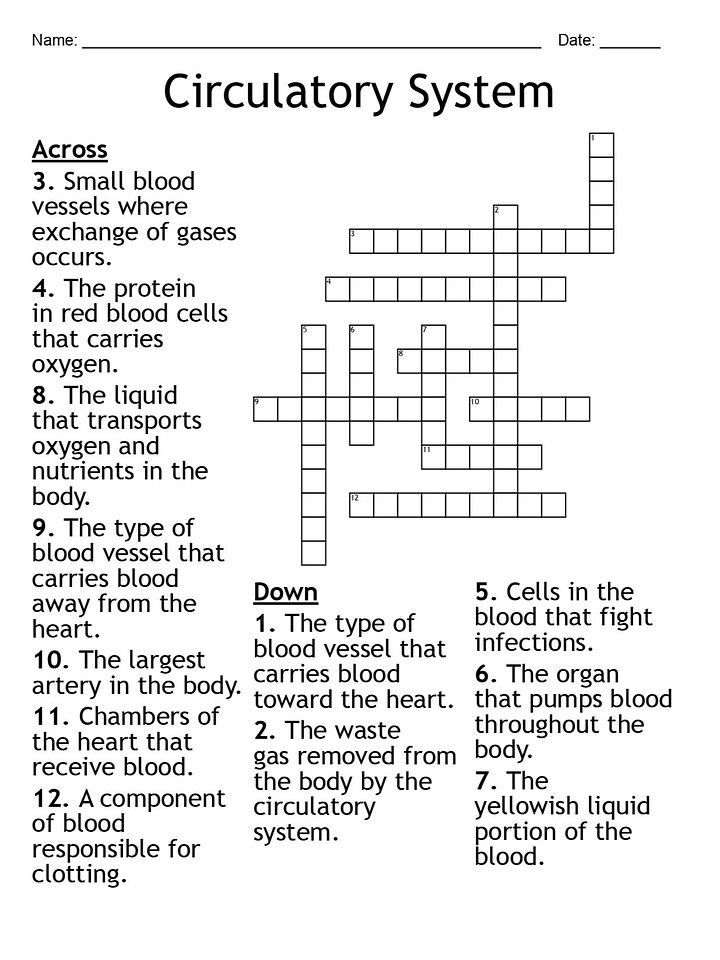 Printable Circulatory System Crossword Puzzle – 12 Key Terms! product image (1)