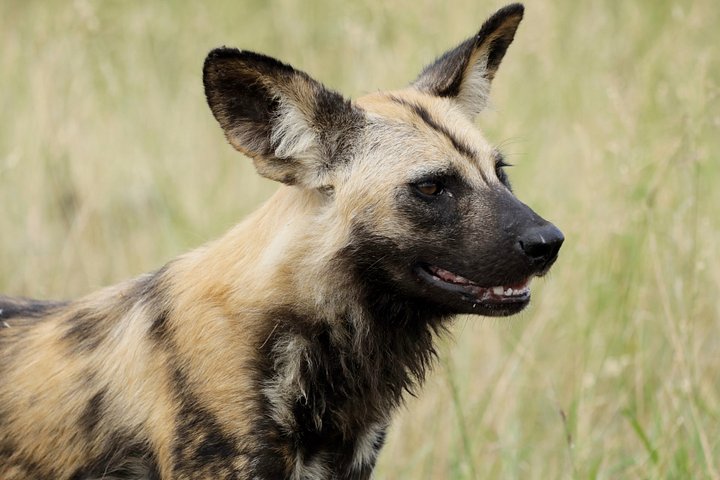 Wild dog product image (1)