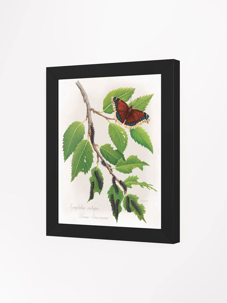 Mourning Cloak Butterfly product image (31)