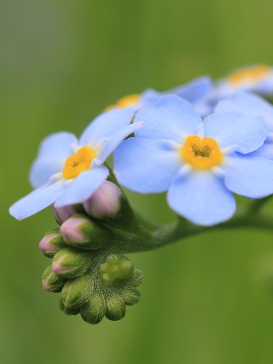 Plants and Wildflowers Image Collection product image (6)