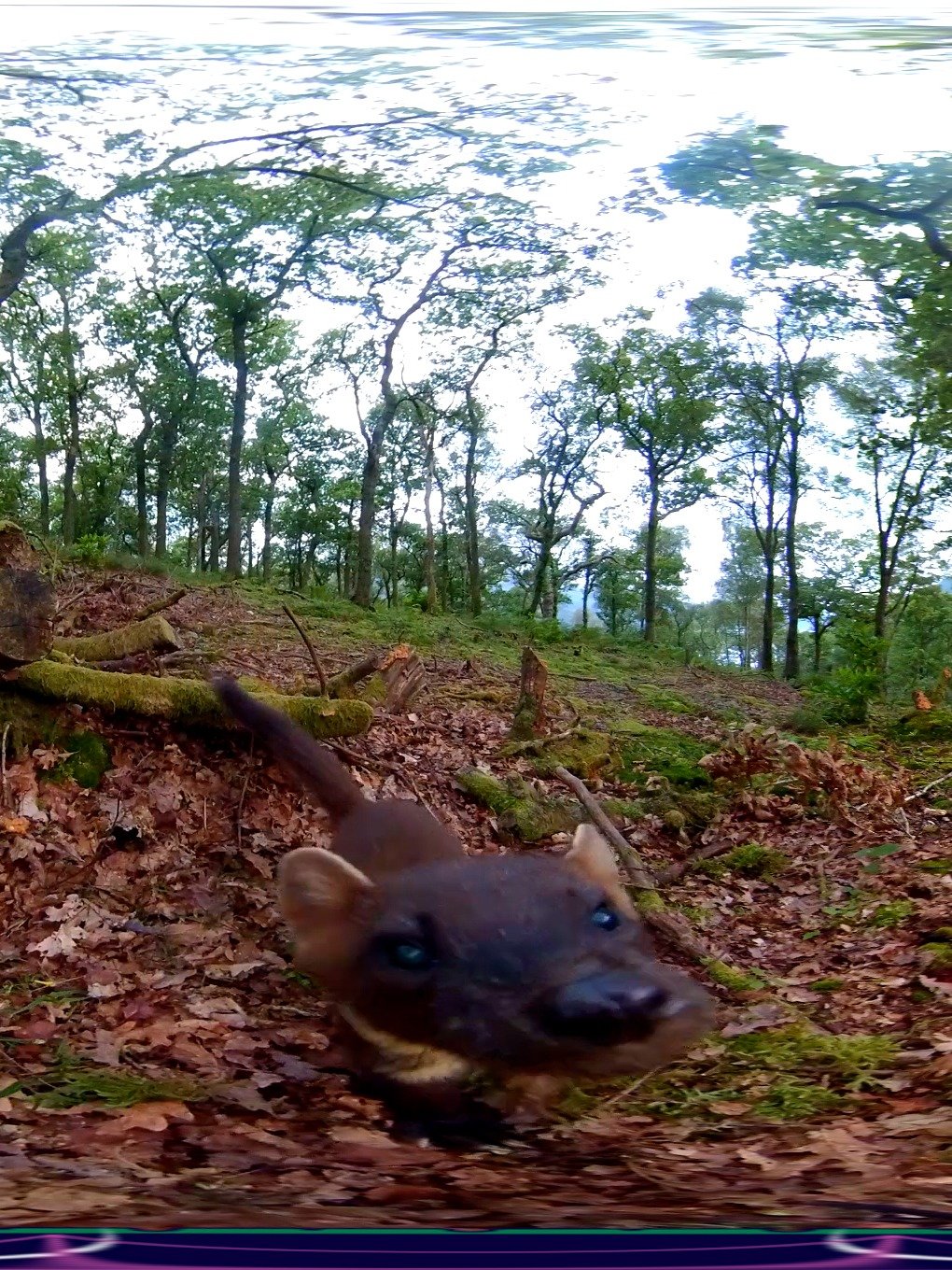 Scottish Treasure "Pine Marten" Moment product image (1)