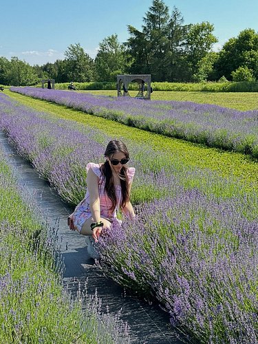 Time to dance in a field of lavender and make friends with all the animals🪻

#horsewhisperer #horses #lavenderfarm #lavenderf...