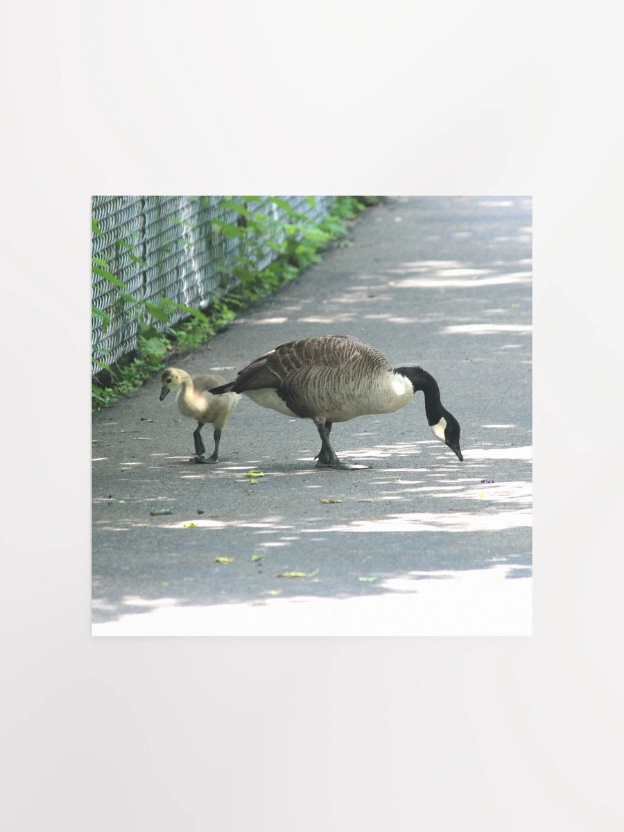 Pittsburgh - Canada Goose & Gosling - Southside Riverfront Trail - poster product image (1)