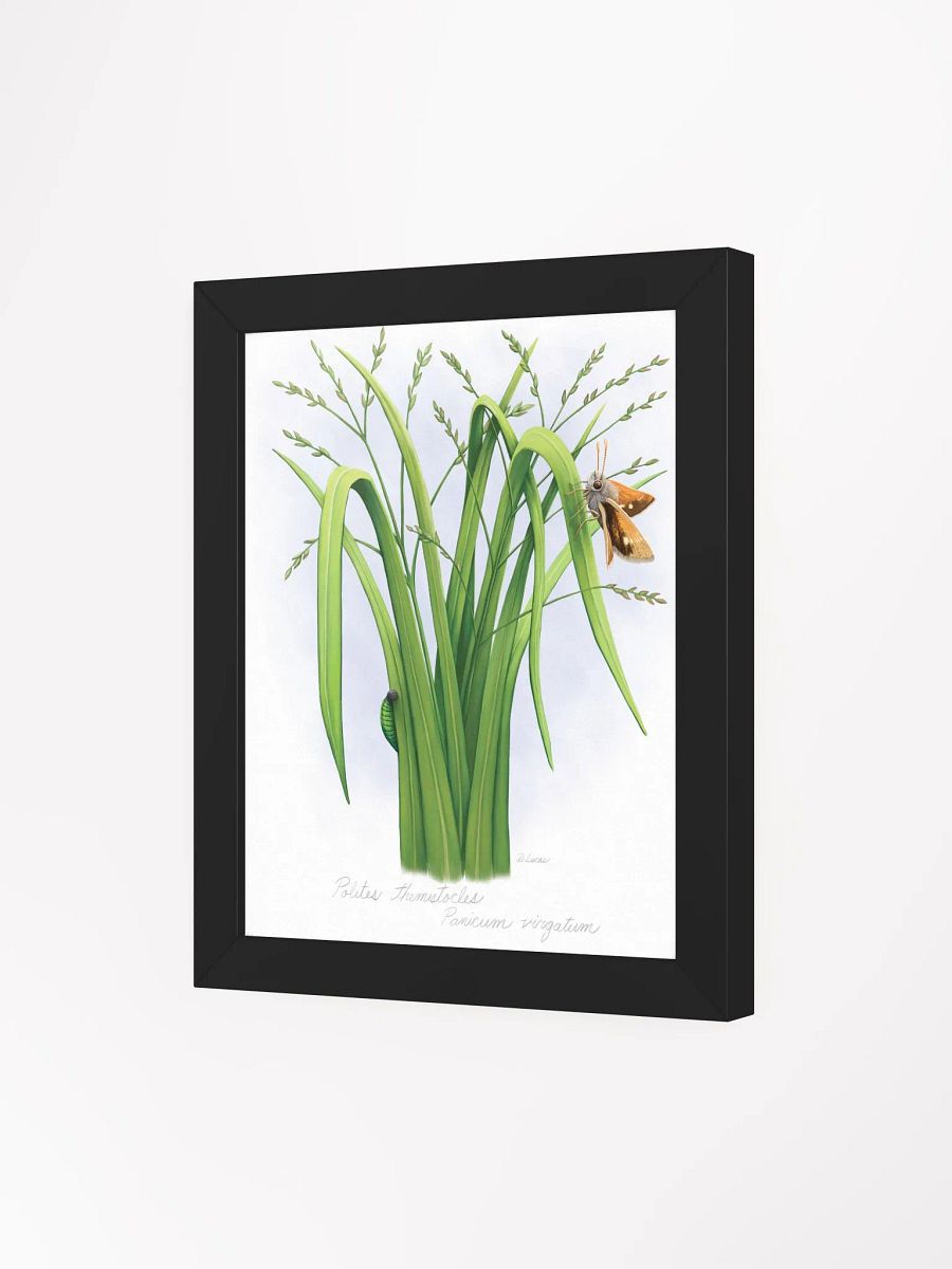 Skipper Butterfly product image (32)