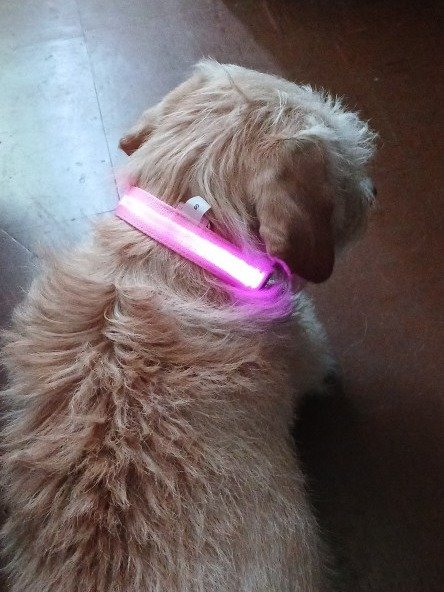 LED Rechargable Pet Collar product image (12)