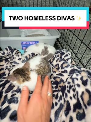 TWO HOMLESS DIVAS ENTERED THE VILLA!
