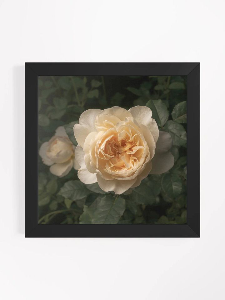 Favorite Rose product image (1)