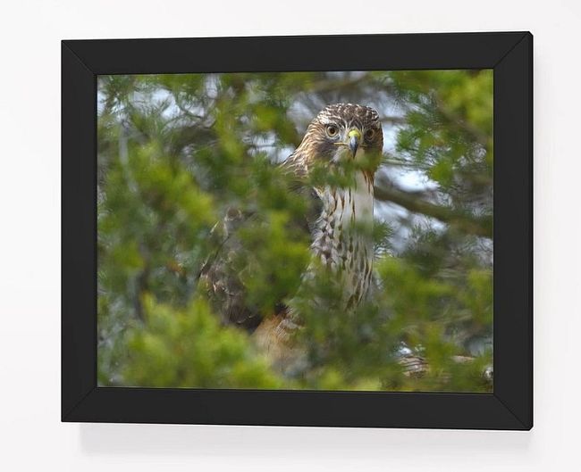 Wildlife Prints