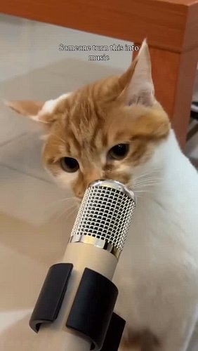 all sounds (except drums) sampled from this small animal. 

#musicproducer 

PS i tried to find the original to tag them but ...