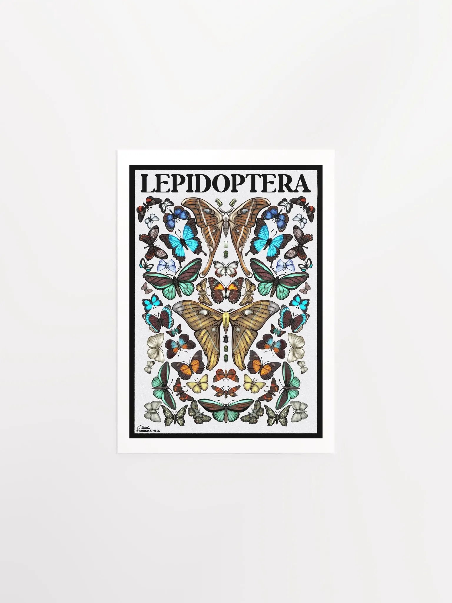 "Lepidoptera" Poster product image (1)