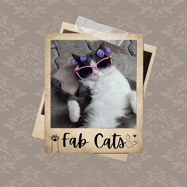 The Fab Feline Collection