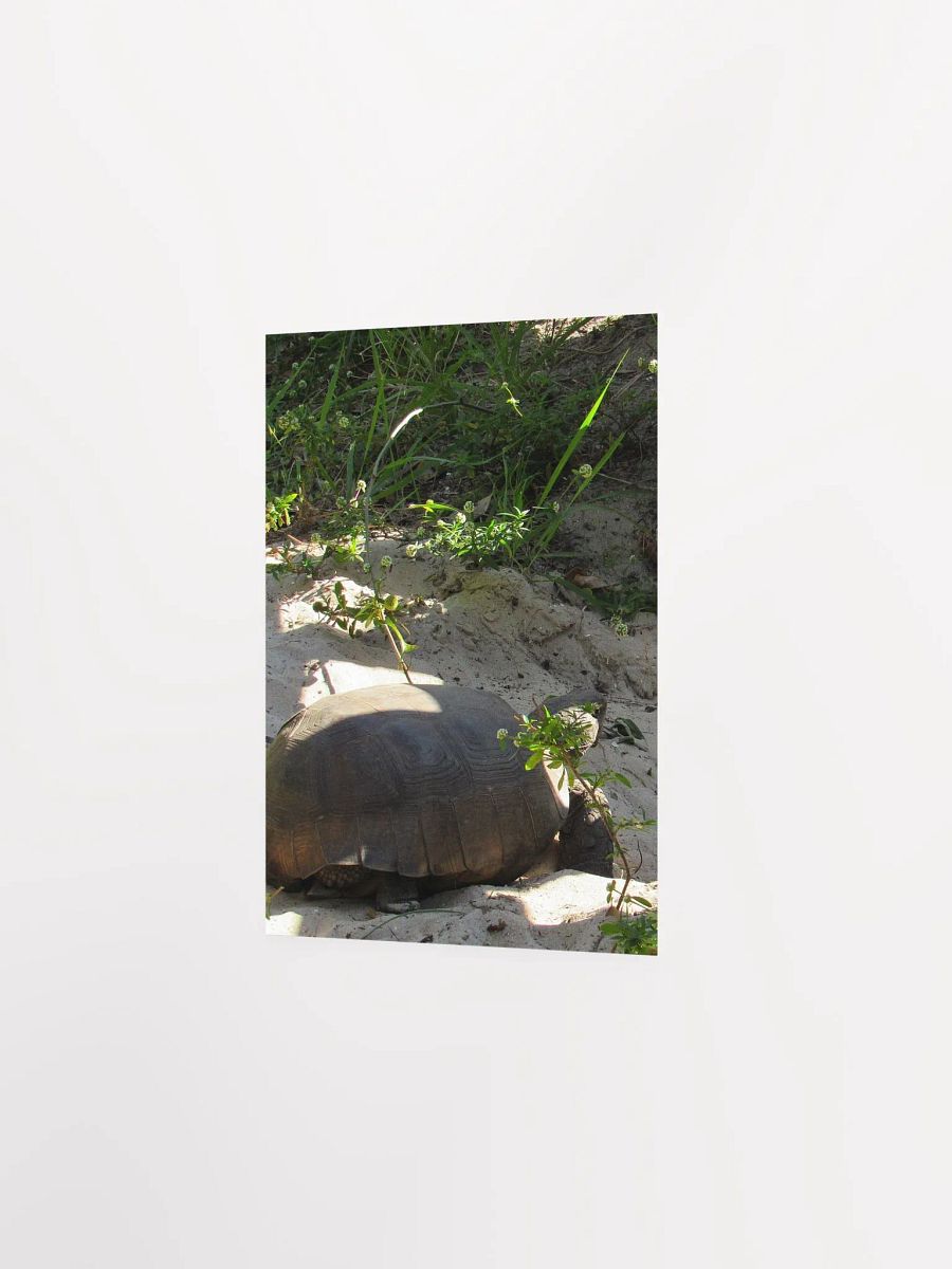 Tortoise product image (2)