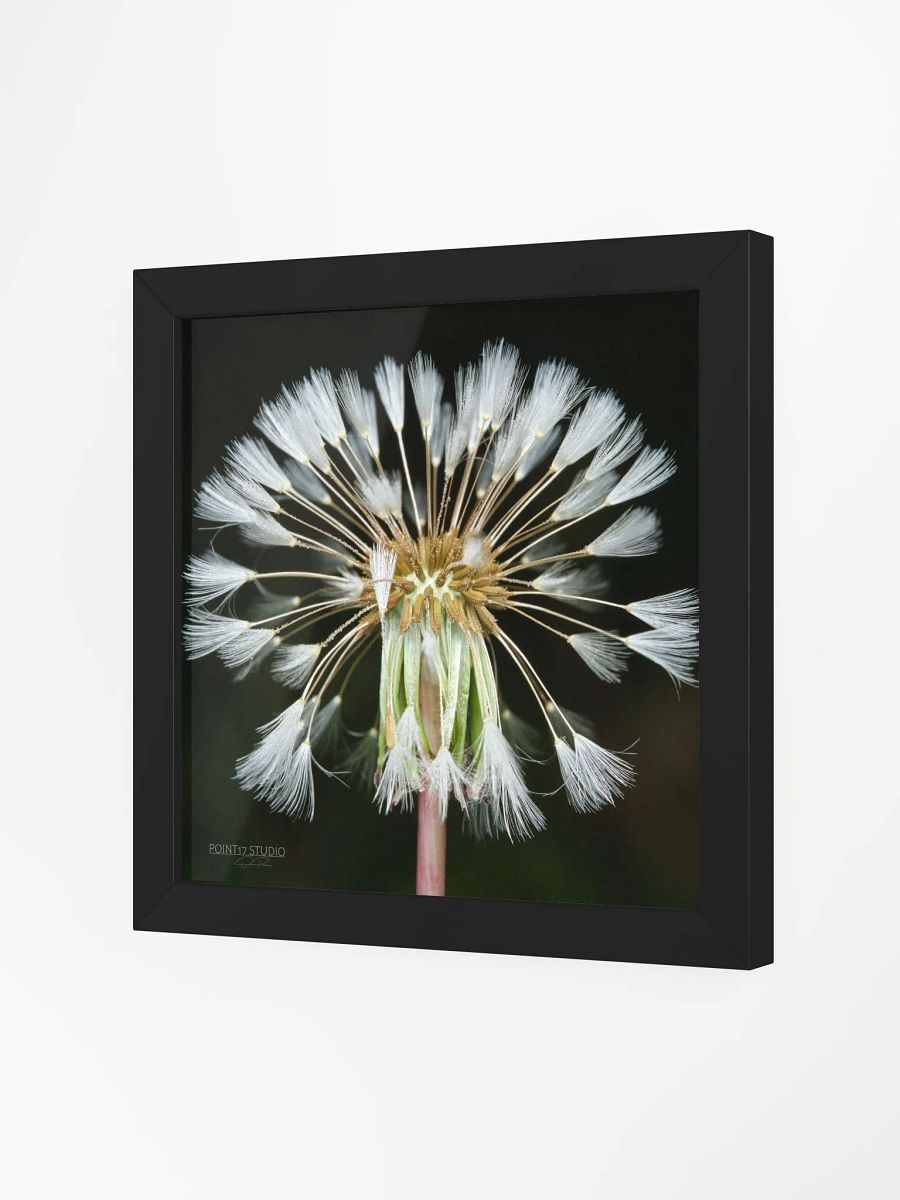 Dandelion #11 - Framed Print product image (2)