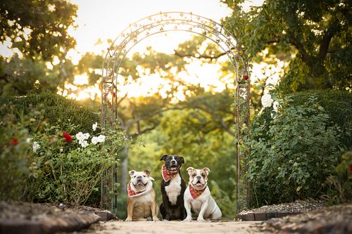 The three amigos, Clementine, Prince, and Oso, have mastered the art of goofiness and charm! Equal parts silly and sweet, the...