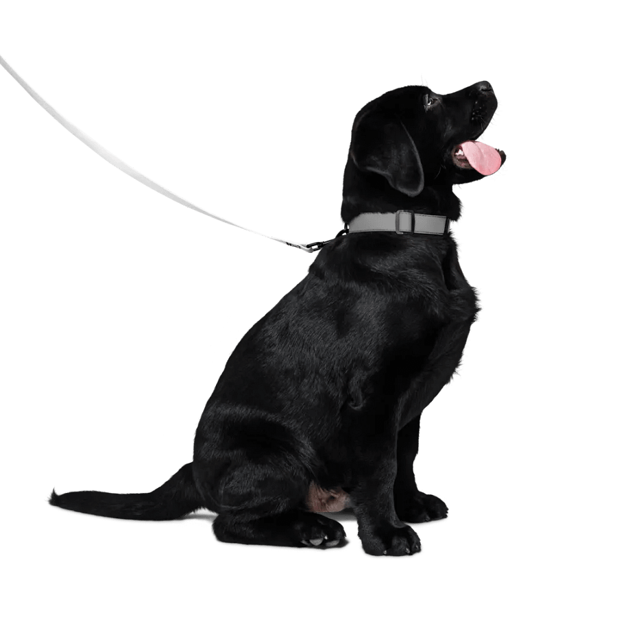 White Zenith Blank Canvas Pet Leash product image (4)