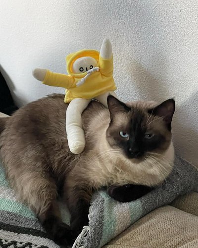 Boba says happy Wednesday!

🐱💙

Poll below 👇 is boba a loaf cutie?

#cats #humpday #siamesecat #fyp