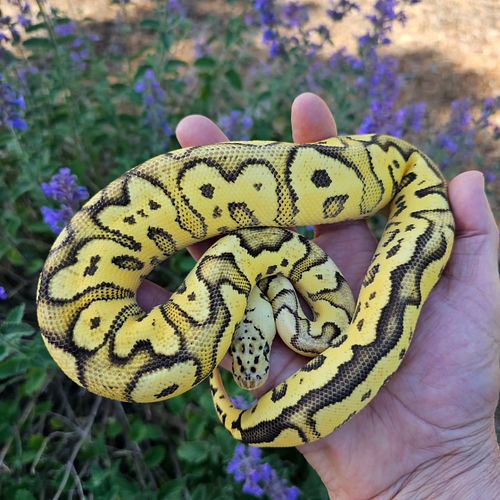 Send in the Clowns
#ballpythonbreedersofig #ballpython #ballpythons #ballpythonbreeder #clownballpython ##ballpythonlove #bal...