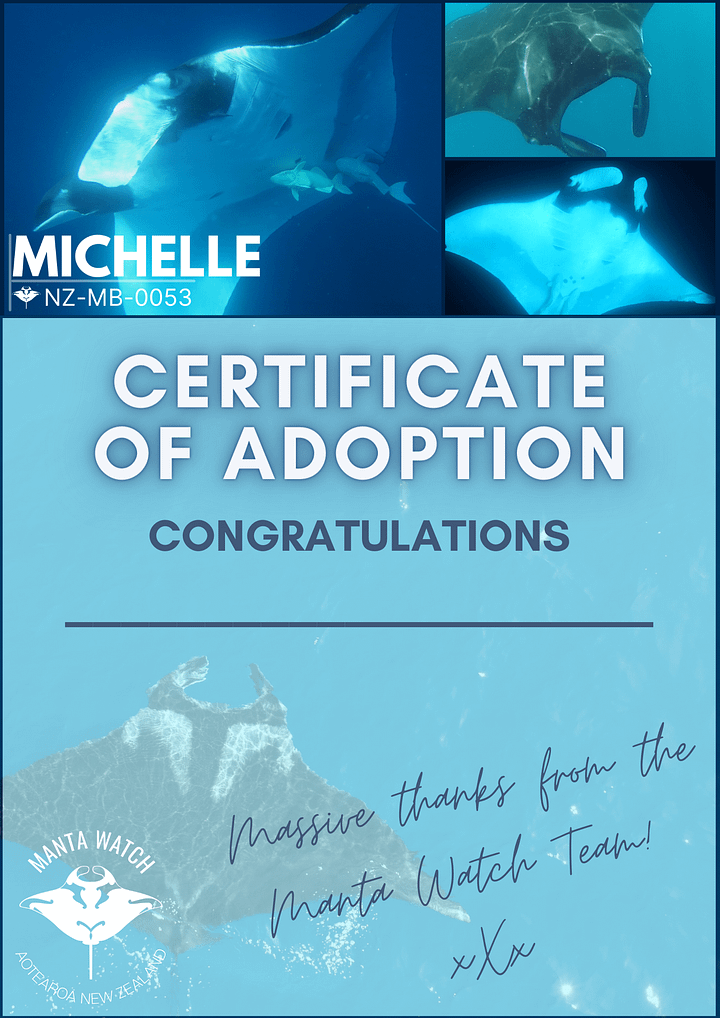 Michelle - Adopt A Manta Pack product image (1)