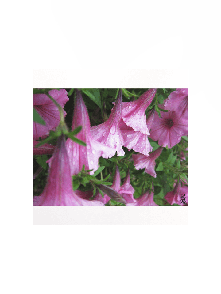Dew Drops on Pink Flowers product image (2)