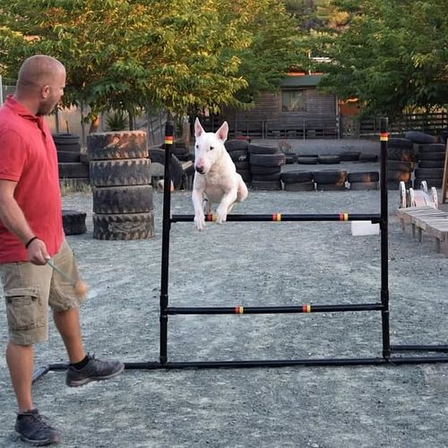 “You taught the commands.
But do you truly know your Bull Terrier?”

Training is only half the journey.
Real transformation h...