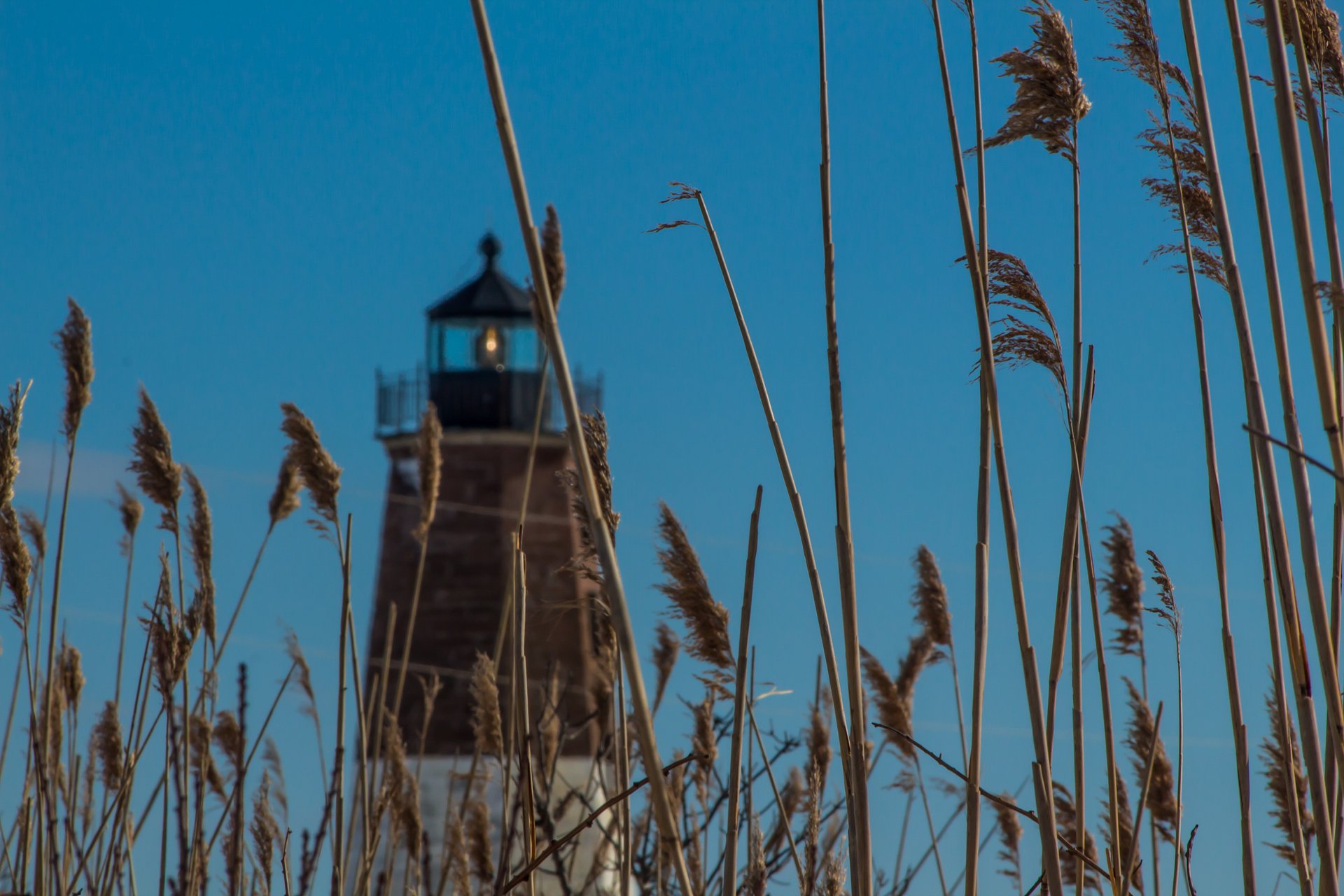 Lighthouse and Reeds product image (1)