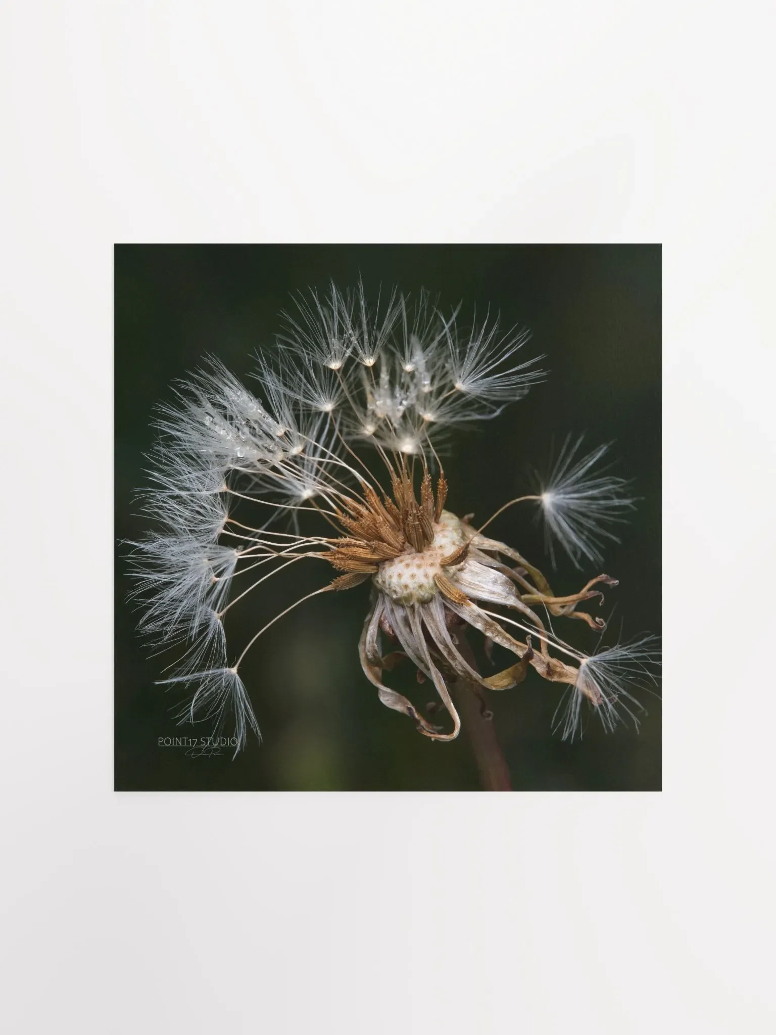 Dandelion #9 - Print product image (2)