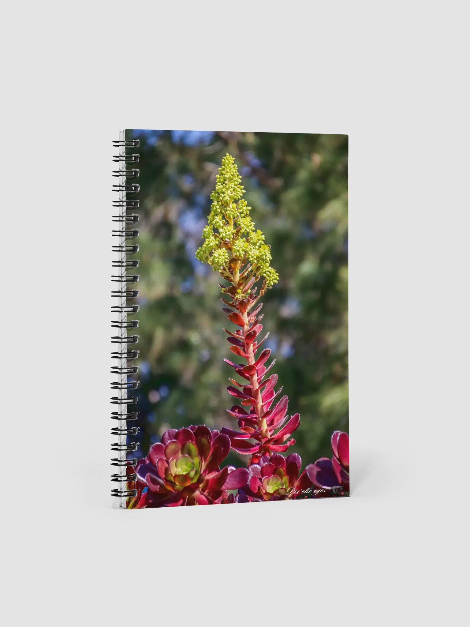 📘 Notebook Collection PURE – Jardin du Rayol – Aeonium en floraison product image (1)