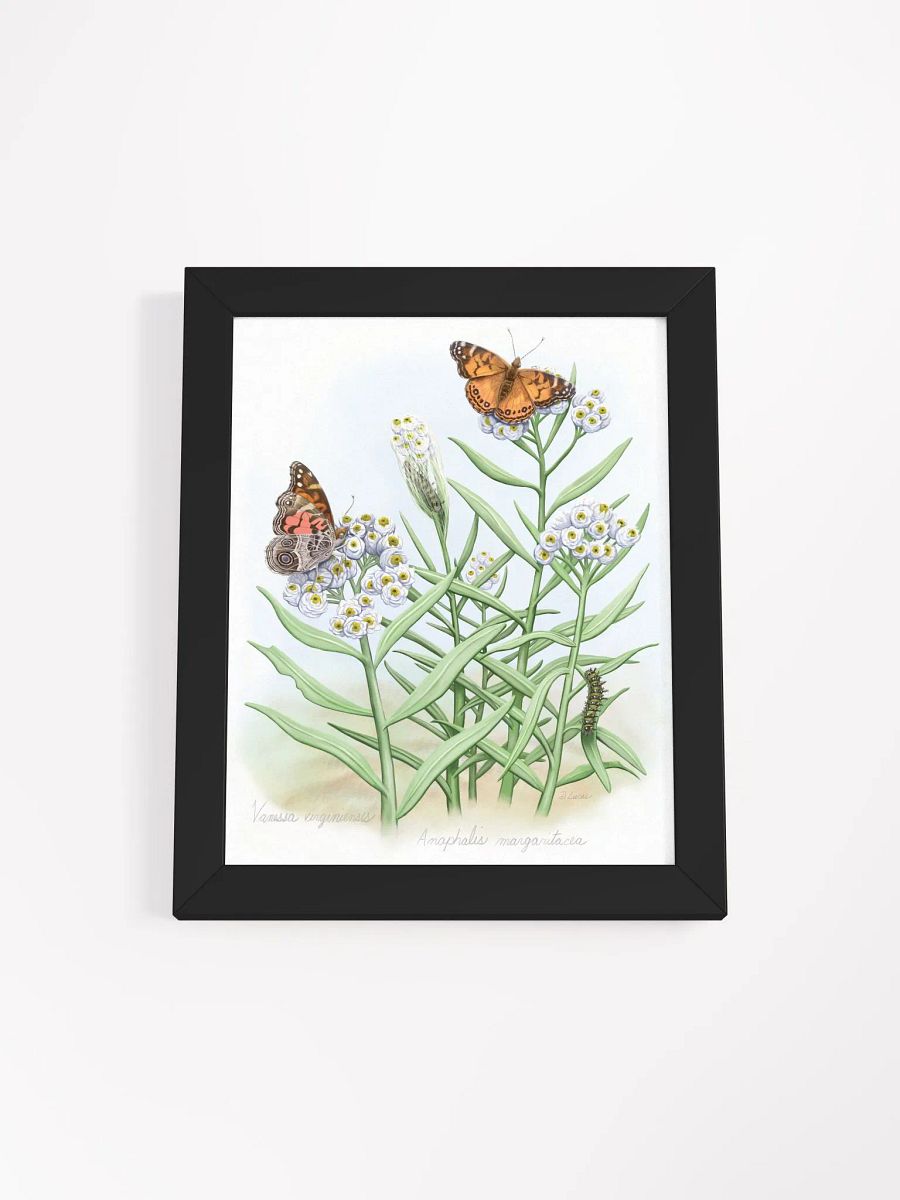 American Lady Butterflies product image (10)