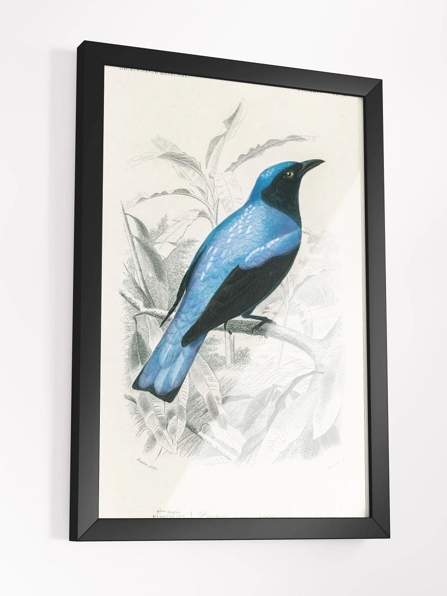 Square-tailed drongo product image (10)