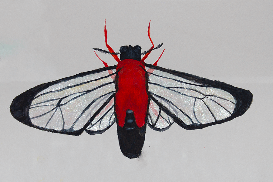 Scarlet Bodied Wasp Moth Sticker (x2) product image (5)