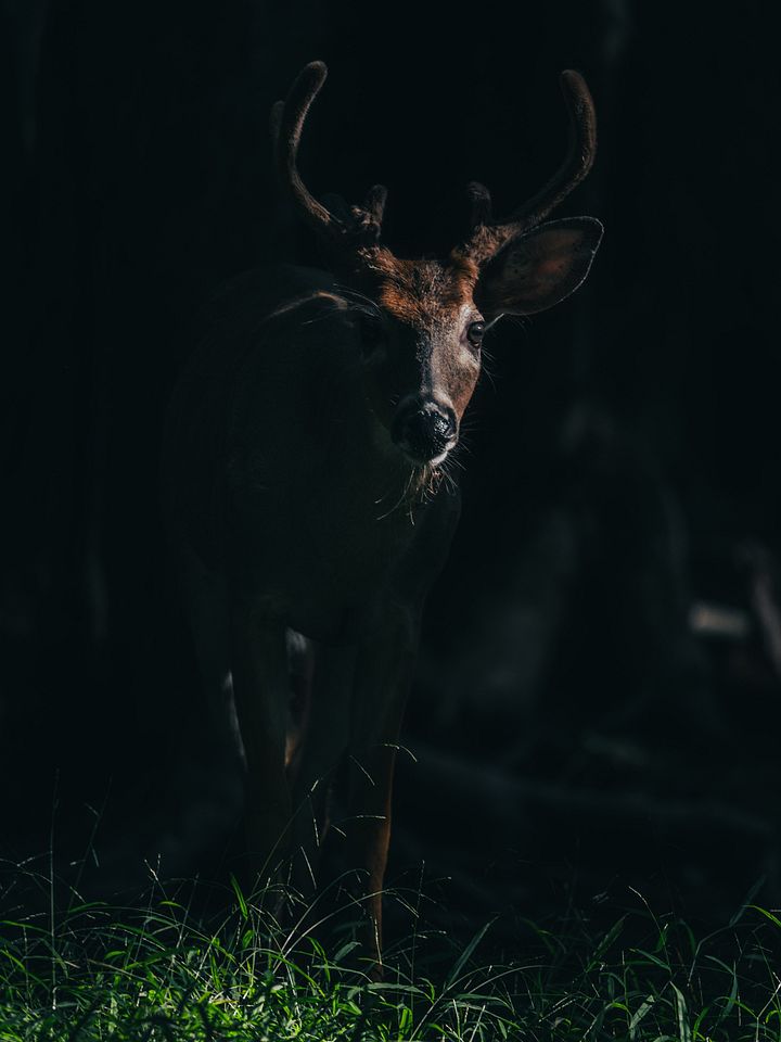 Dark Buck product image (1)