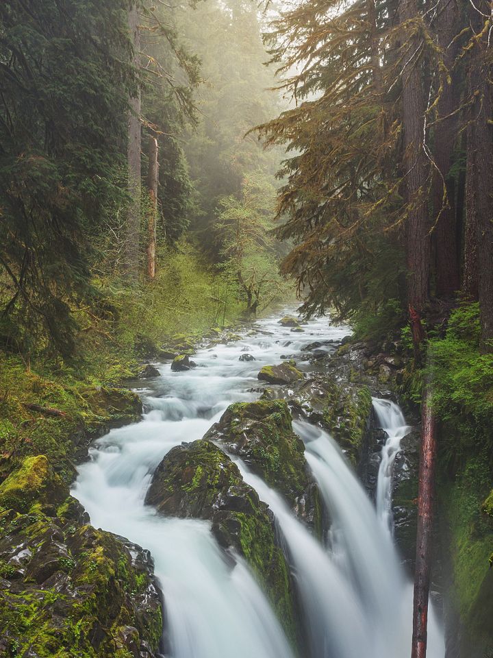 "Enchanted Forest" - 8x10 Matte Print product image (1)