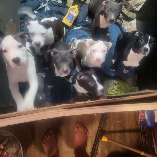 meet - Abby, McGee, Ziva, Denozzo, Jethro, Ducky, Jenny & Leroy. - 3 month old American Bulldog/Amstaff mix. Ducky (the middl...