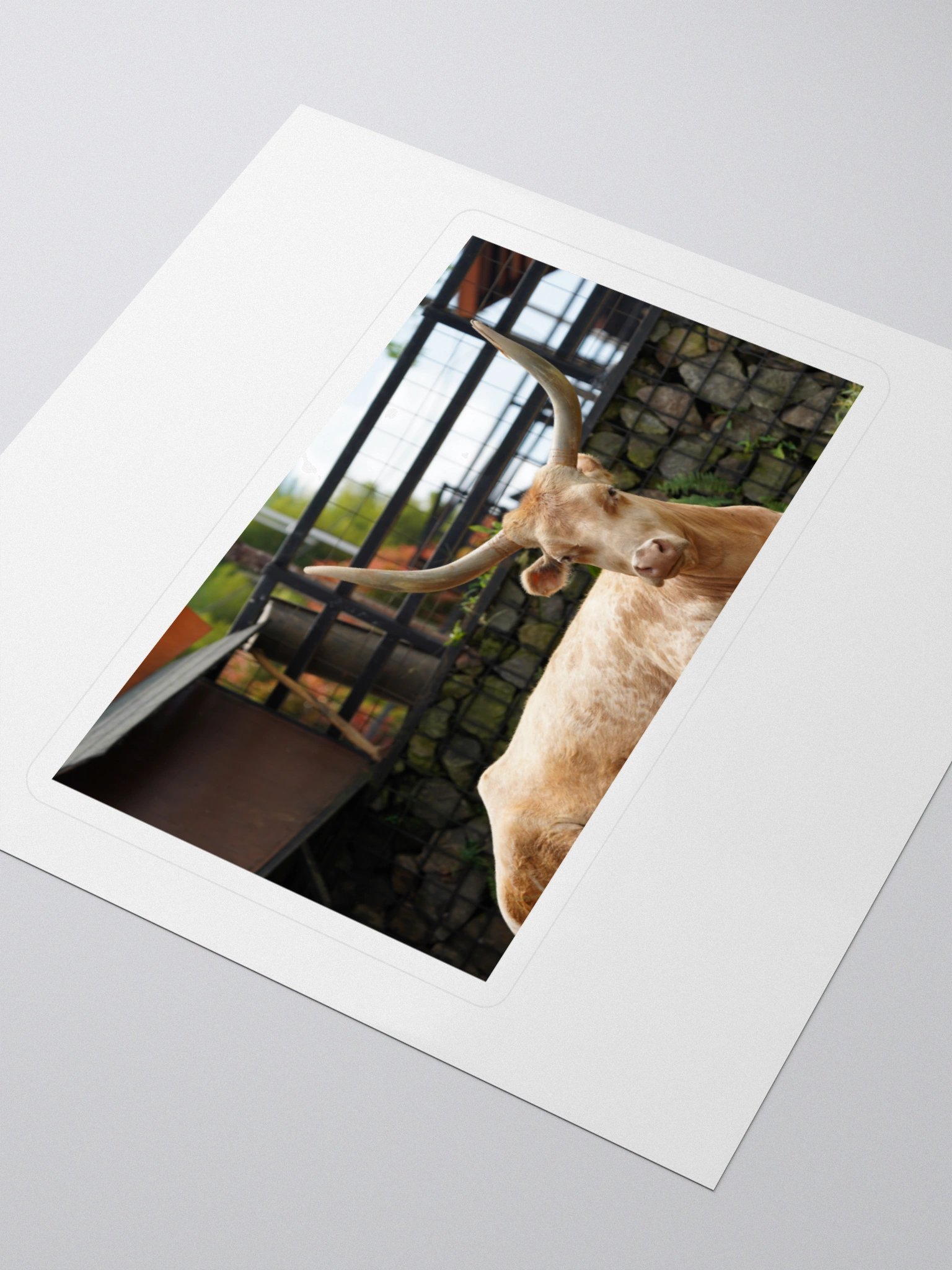 Majestic Longhorn Cow Kiss Cut Stickers product image (3)