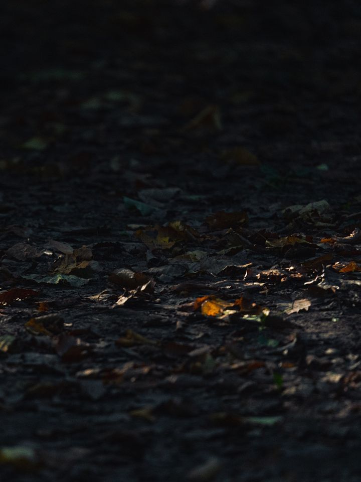 Forrest Floor #1 product image (1)