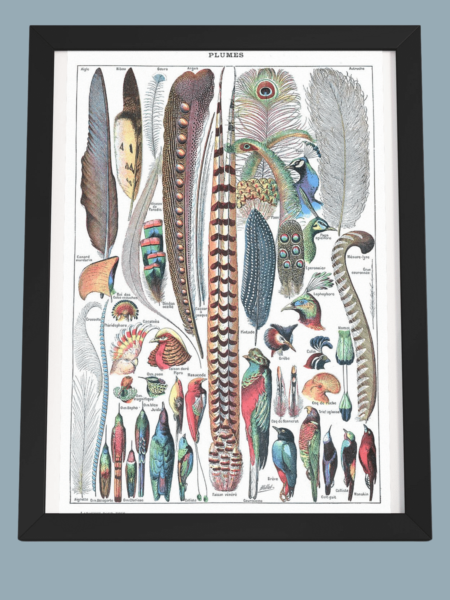 Types de plumes Larousse pour tous 1907–1910 product image (4)