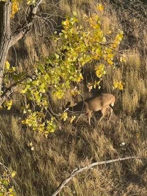 Can’t experience this stuff sitting on your couch. If you needed a sign to get out and hunt this is it. #instagram #outdoors #instagood #tiktokshop #hunting #facts #eat #organic #health #trending #youtube 