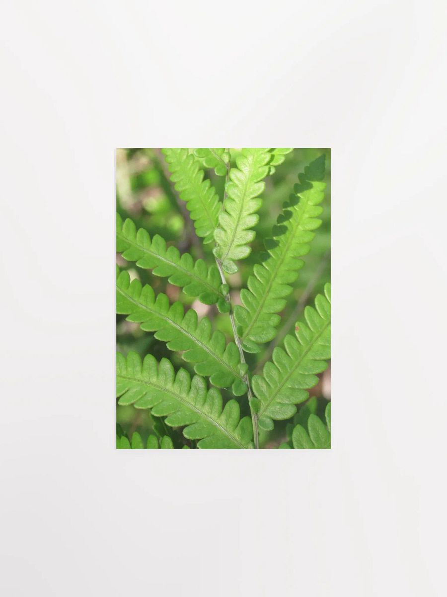 Florida Fern product image (5)
